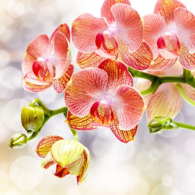 фотообои Персиковая орхидея