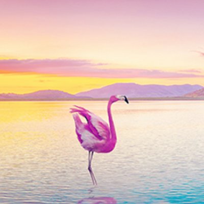 фотообои Фламинго на закате