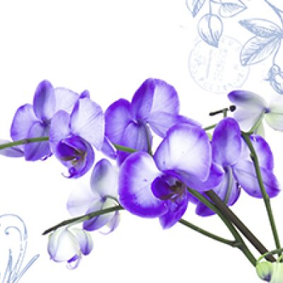 фотообои Дивная орхидея