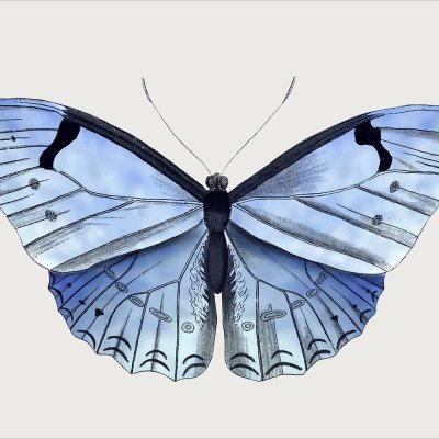 постеры Голубая бабочка