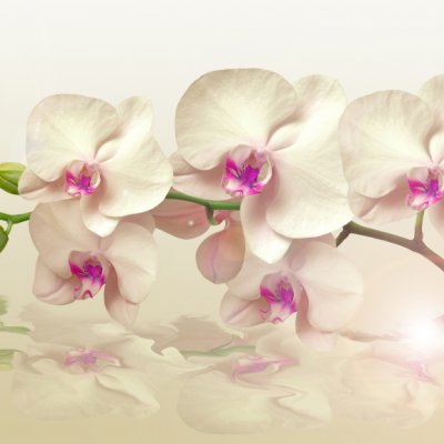 фотообои Кремовая орхидея