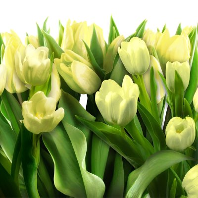 фотообои Тюльпаны 3Д