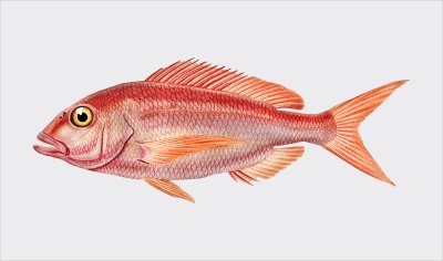 постеры Красная рыба