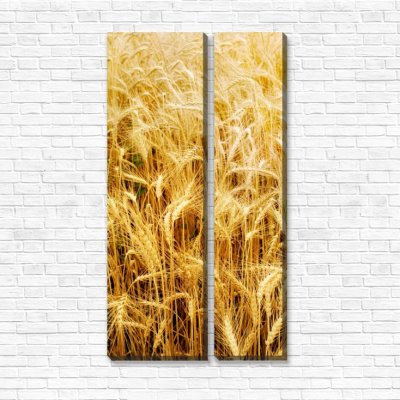 модульные картины Пшеница