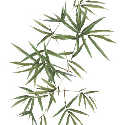 постеры Веточка бамбука
