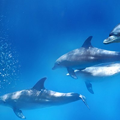 фотообои Дельфины