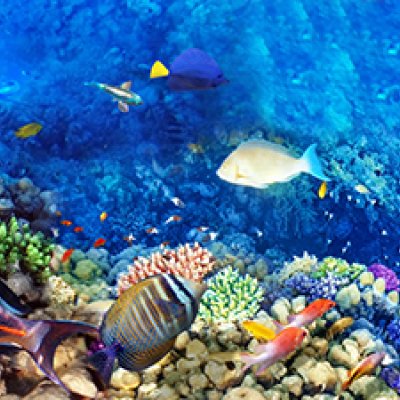 фотообои Коралловые рыбки