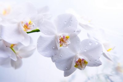 фотообои Белые орхидеи