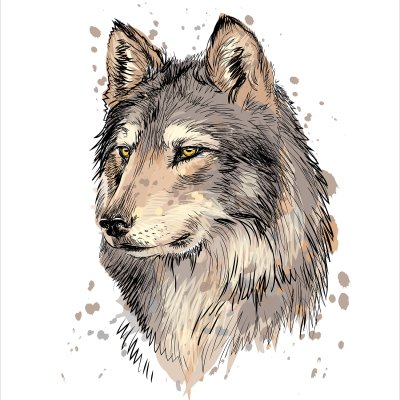 постеры Портрет волка