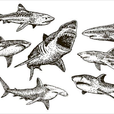 постеры Черные акулы