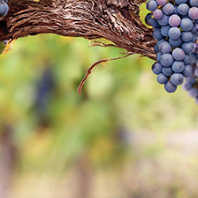 фотообои Грозди винограда